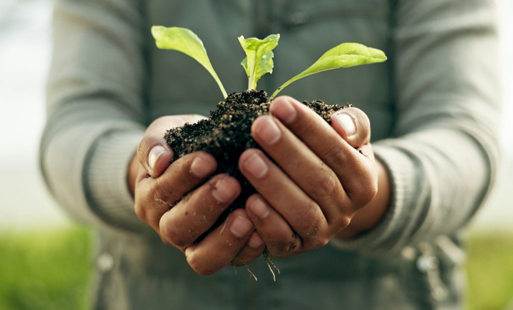 Person hands, plants and gardening soil in sustainability, eco friendly farming and vegetables in a