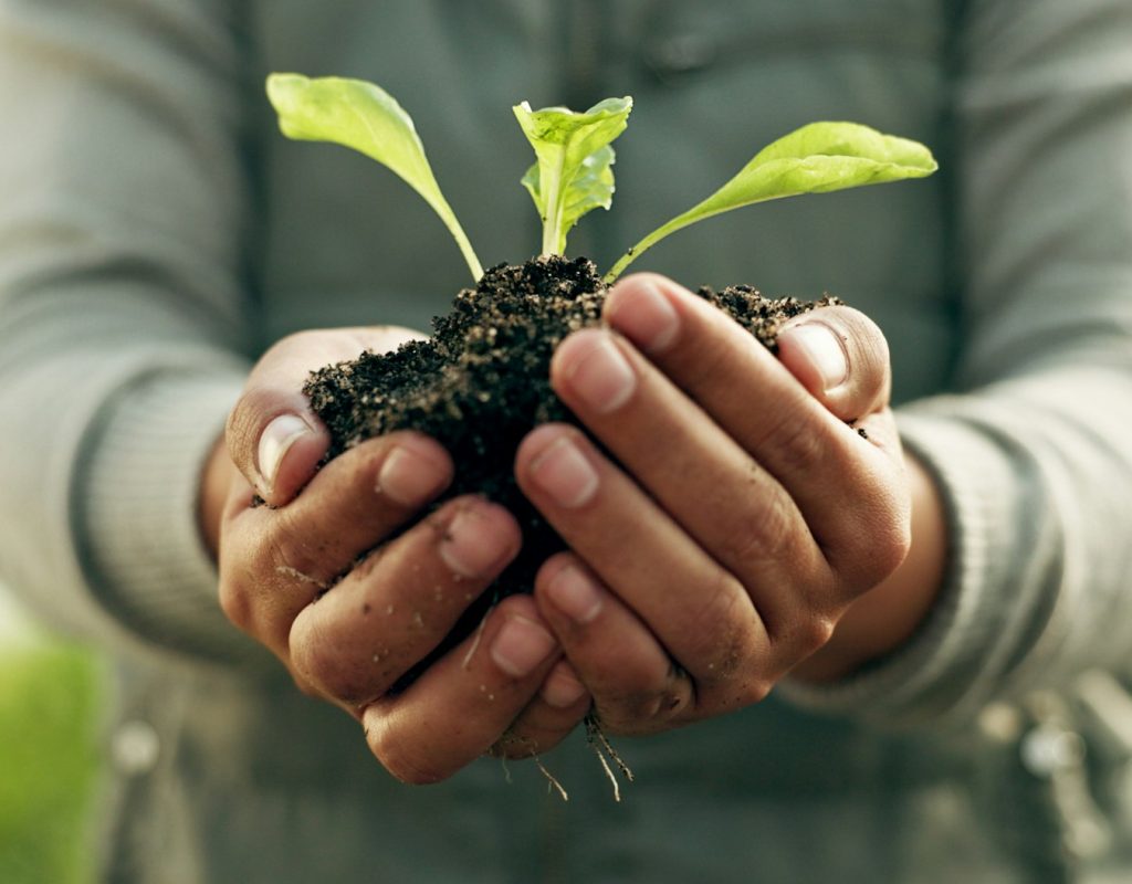 Person hands, plants and gardening soil in sustainability, eco friendly farming and vegetables in a